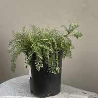 Paprika Yarrow 1 Gallon