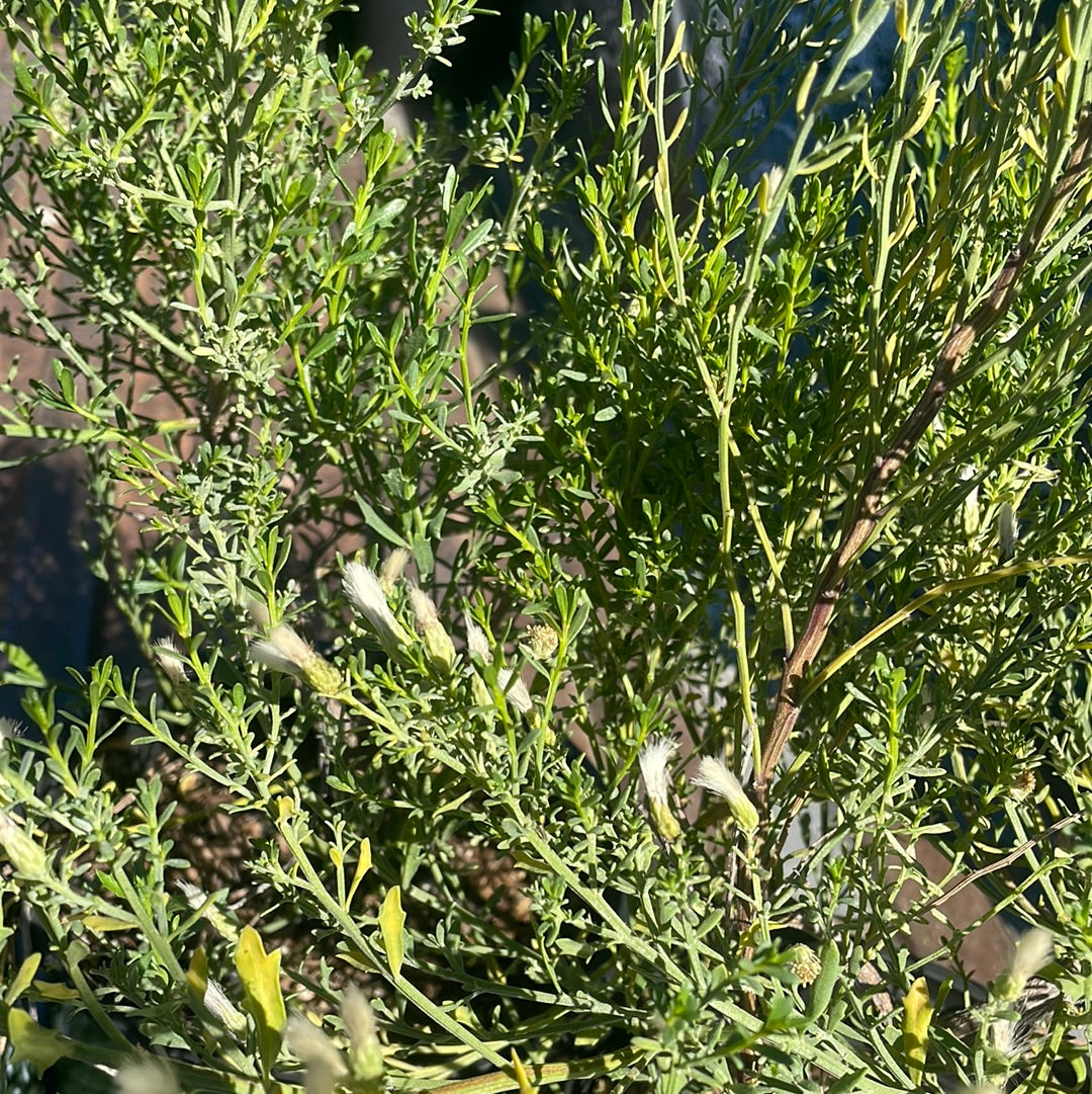 Baccharis 'Centennial'