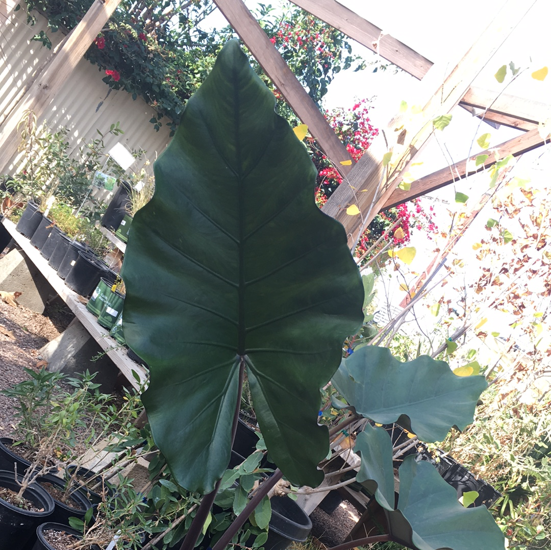 Alocasia Sumo Green