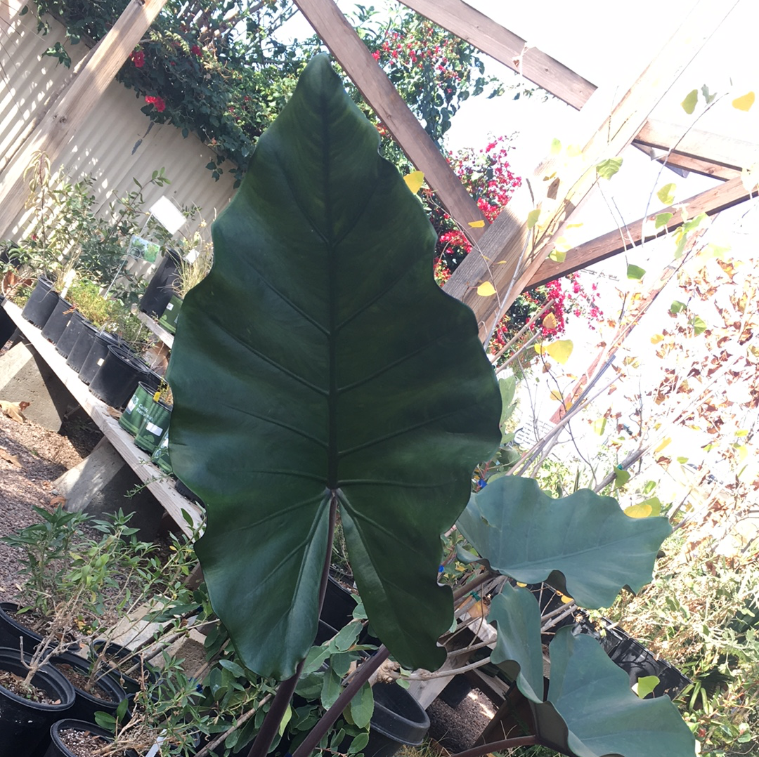 sumo elephant ear plant Alocasia sumo