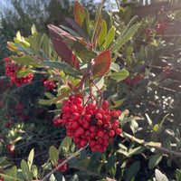 Heteromeles arbutifolia, Toyon Red Berries