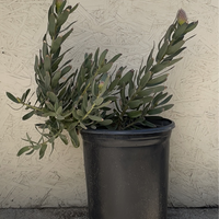 Leucospermum Brandi