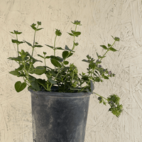 Mirabilis laevis, Desert Wishbone-bush