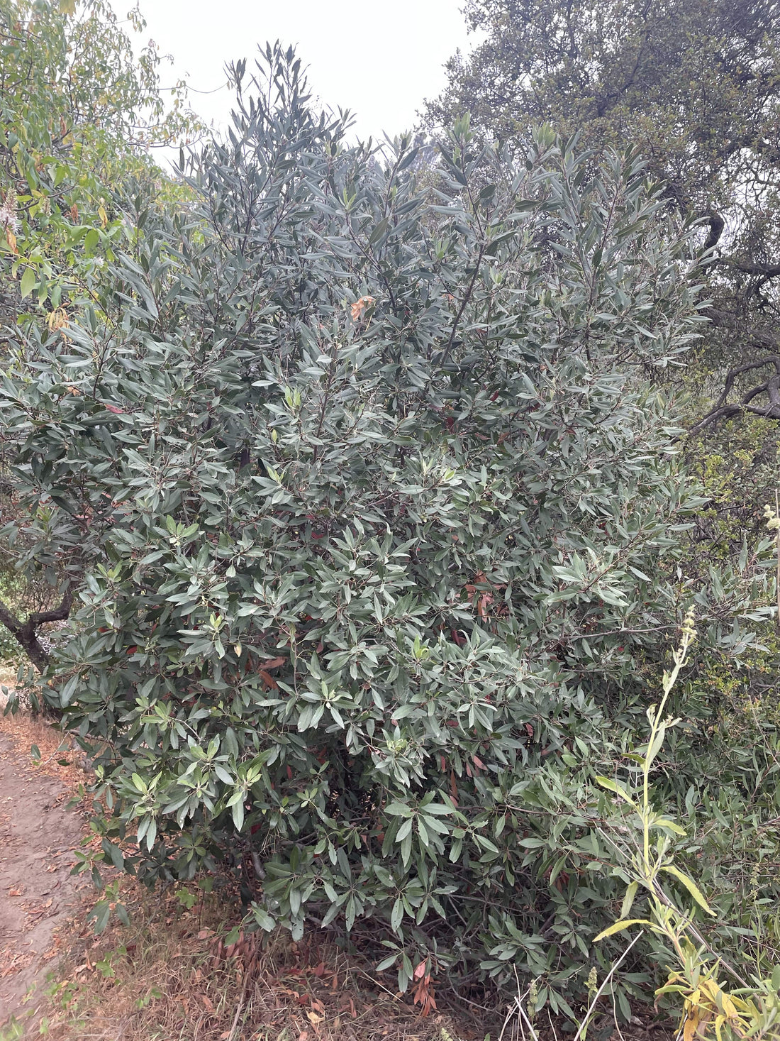 Heteromeles arbutifolia, Toyon Foliage by Plant Material
