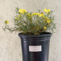 Calylophus drummondii, Sundrops 1 Gallon