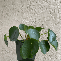 Pilea peperomioides