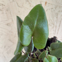 Fern Heart