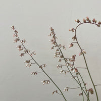 Heuchera rubescens ‘Yosemite’