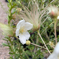 plant material shot