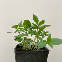 Organic Thai Basil
