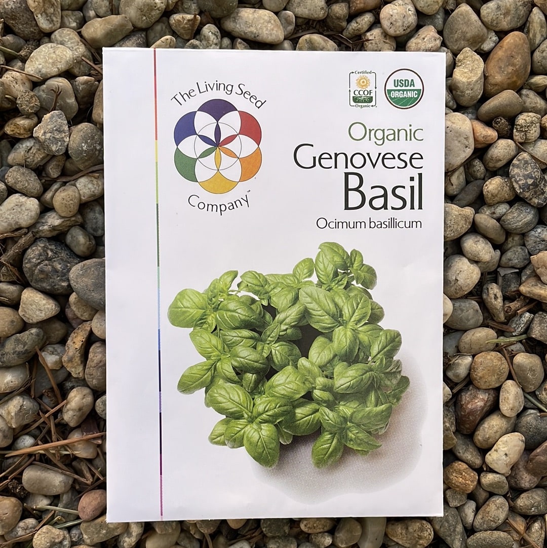 planting genovese basil seeds Organic Genovese Basil