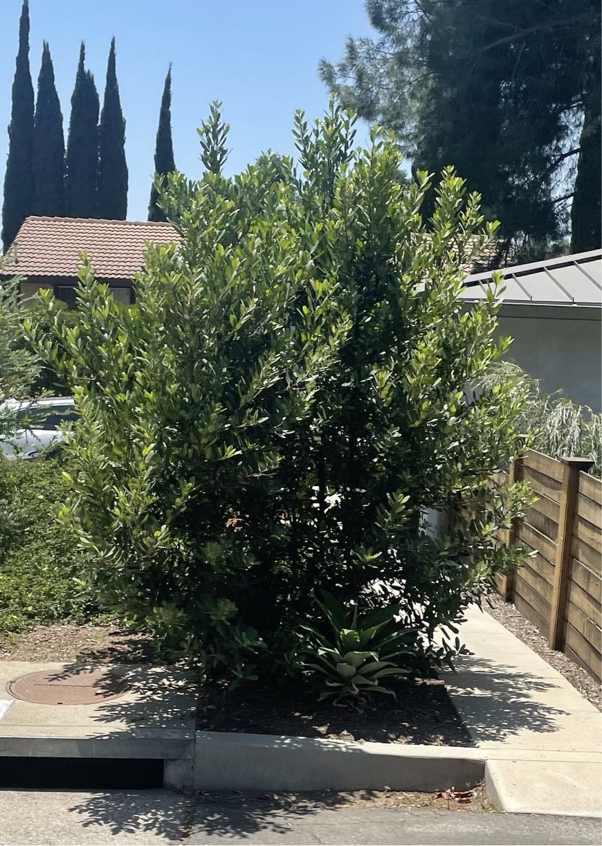 Heteromeles arbutifolia, Toyon by Plant Material