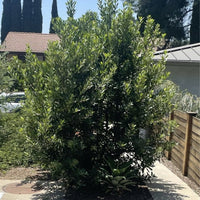 Heteromeles arbutifolia, Toyon by Plant Material