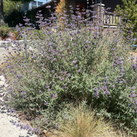 plant material shot