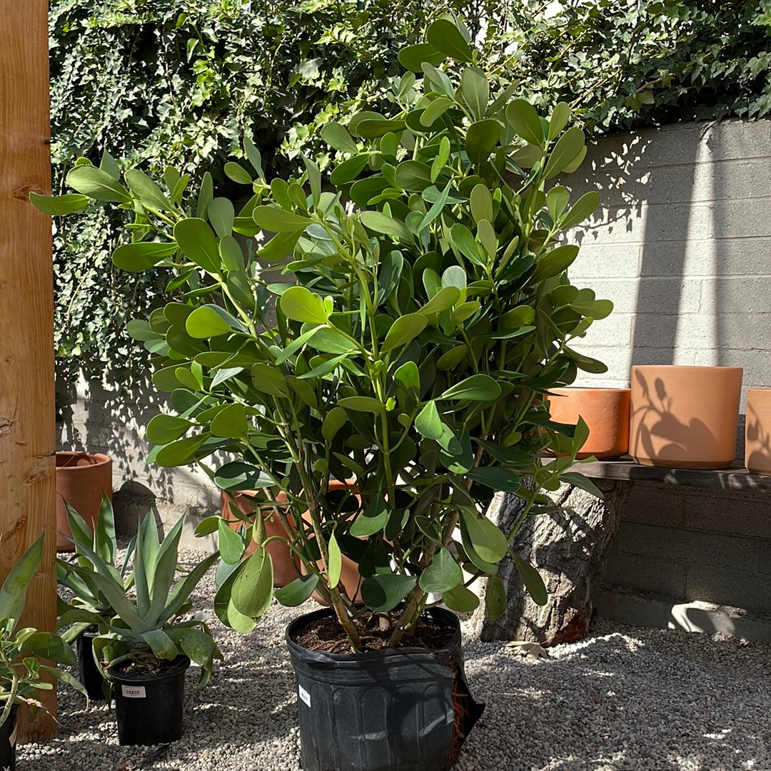 clusia rosea indoor plant Clusia rosea, Autograph Tree
