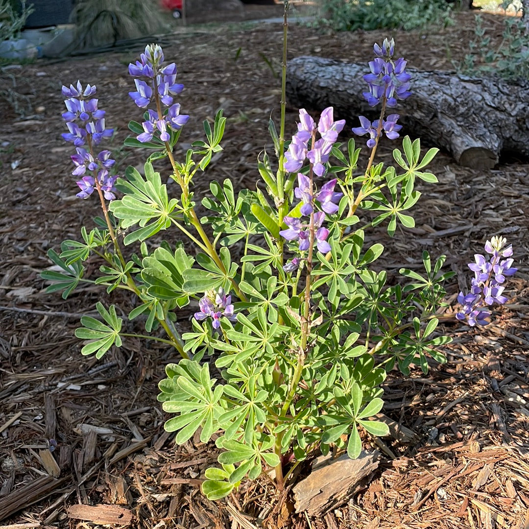 Lupinus succulentus, Arroyo Lupine