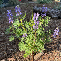 Lupinus succulentus, Arroyo Lupine