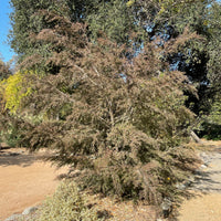 Leptospermum 'Dark Shadows'