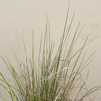 Stipa lepida, Small Flowered Needlegrass