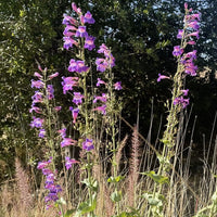 Penstemon spectabilis, Showy Penstemon Purple Flowers
