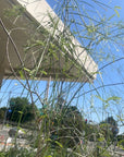 Acacia Willardiana, Palo Blanco