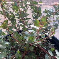 Arctostaphylos ‘John Dourley’