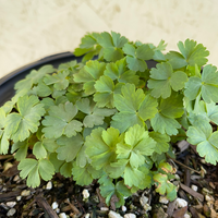 Aquilegia formosa