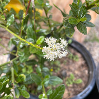 Ceanothus thyrsiflorus 'Snow Flurry' White Flower