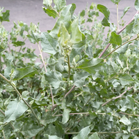 Atriplex lentiformis ssp. breweri