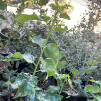 Prunus ilicifolia ssp. Lyonii, Catalina Island Cherry