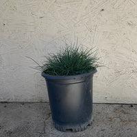 Festuca idahoensis ‘Tomales Bay'