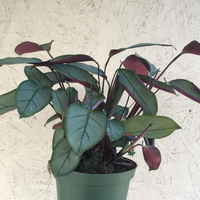 Calathea Grey Star