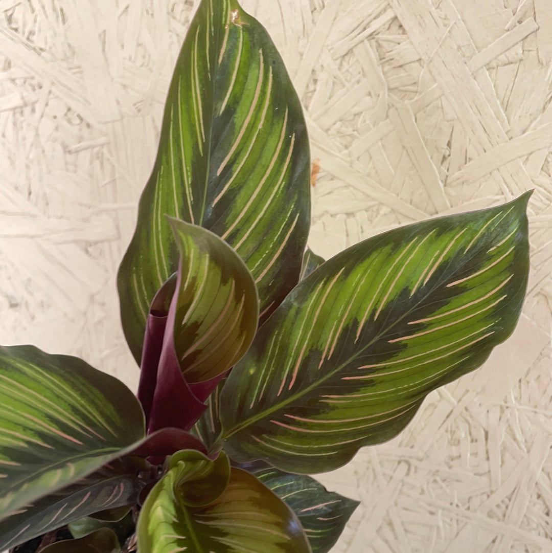 Calathea Beauty Star