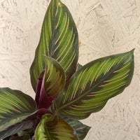 Calathea Beauty Star