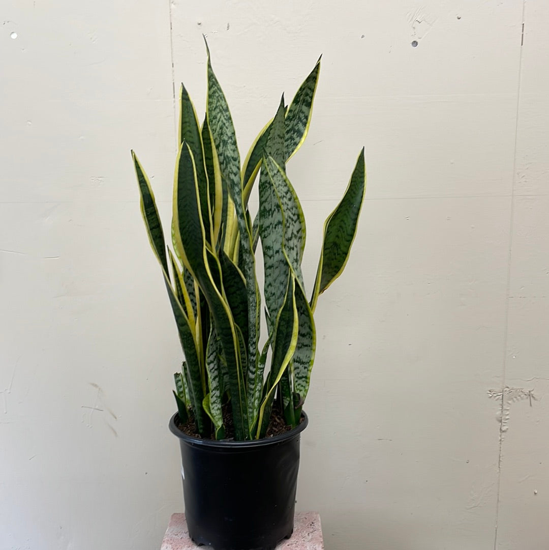 sansevieria laurentii dogs Sansevieria Laurentii | Snake Plant | 10" Pot