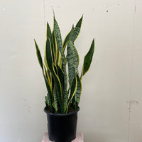 Sansevieria laurentii