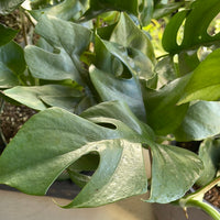 Rhaphidophora tetrasperma - Mini Monstera