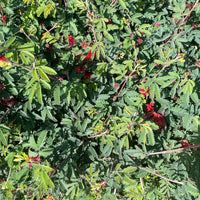 plant material shot