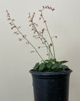 Heuchera rubescens ‘Yosemite’