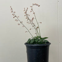 Heuchera rubescens ‘Yosemite’