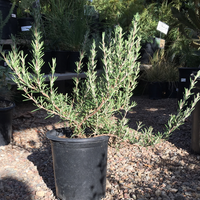 Rosmarinus officinalis 'Collingwood Ingram'