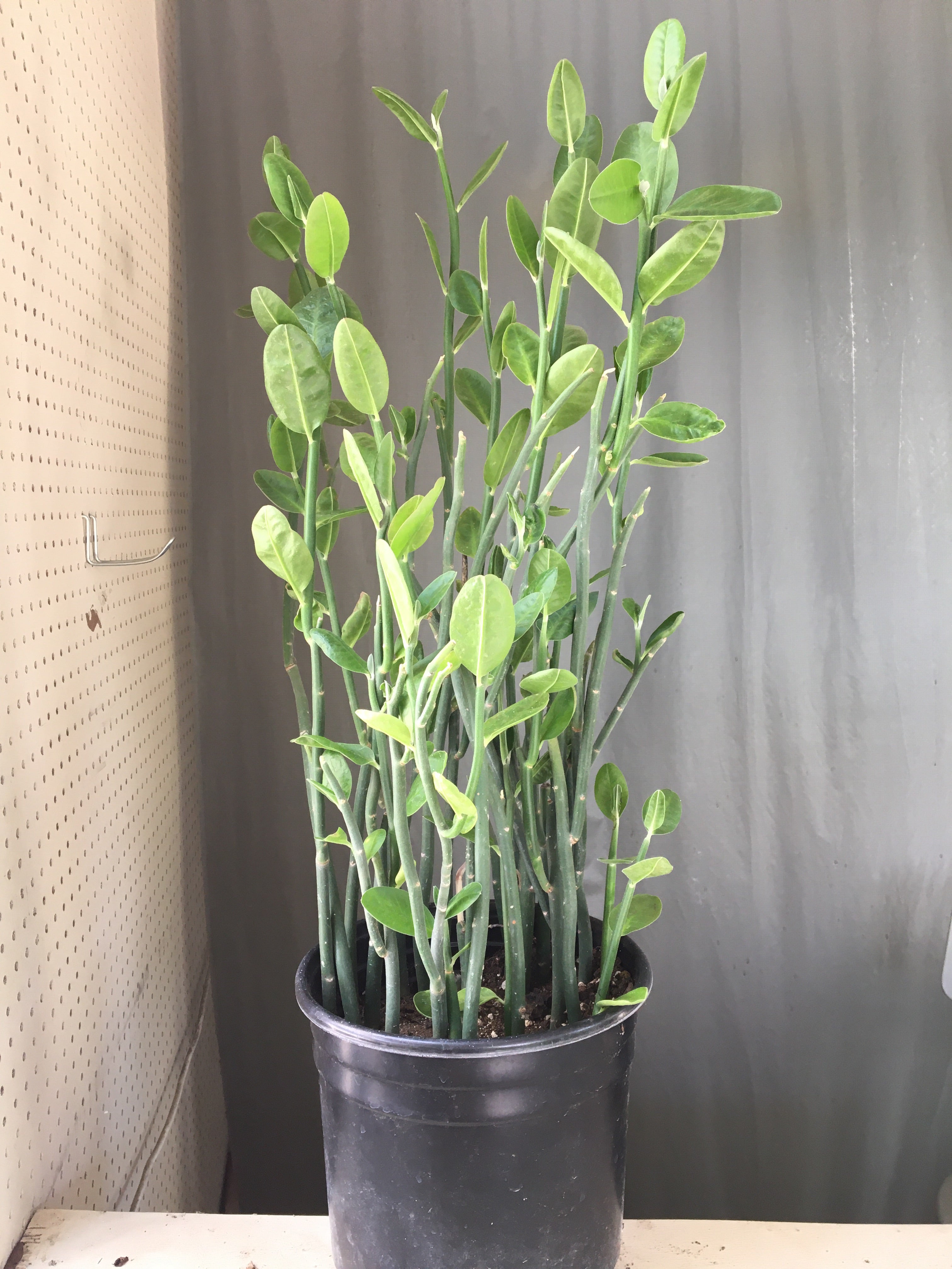 slipper plant succulent care Pedilanthus bracteatus