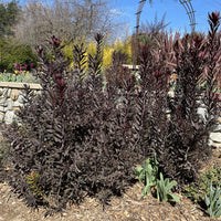 Leucadendron 'ebony' (ebony conebush)