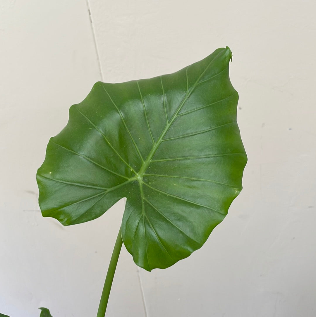 california elephant ear plant Alocasia gageana california, Elephant ear – Plant Material