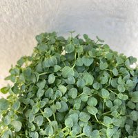 Certified Organic Corsican Mint Leaves