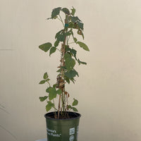 Rubus ursinus, Blackberry Staked in 1 Gallon