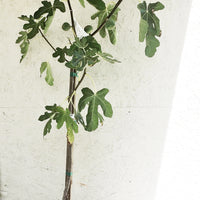 Brown Turkey Fig
