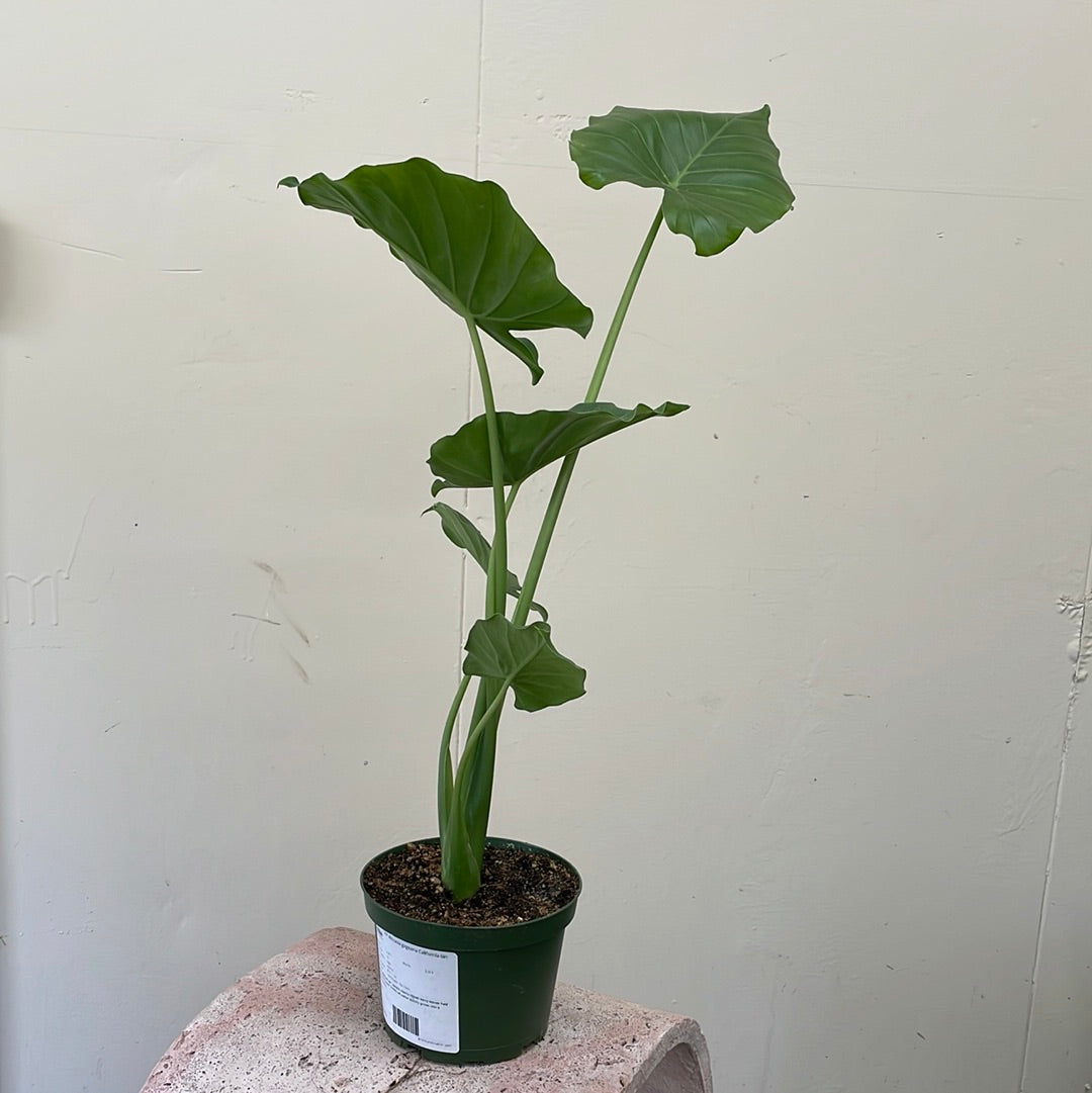Alocasia gageana california, Elephant ear