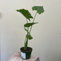 Alocasia gageana california, Elephant ear