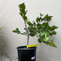Oro Blanco Grapefruit, semi-dwarf